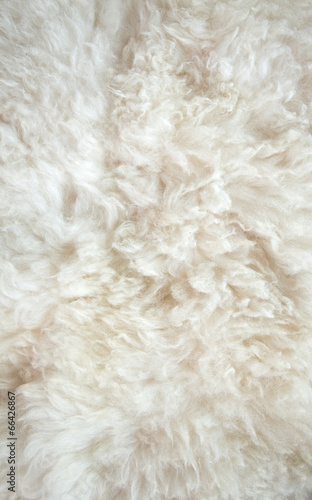 sheep wool background