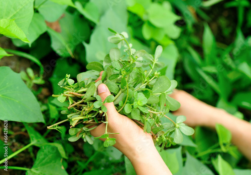 woman hands picking herba portulacae in garden photo