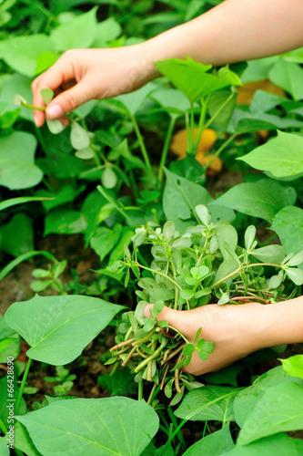 woman hands picking herba portulacae in garden photo