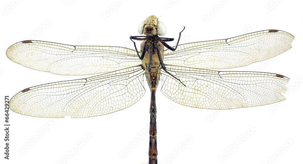 dead dragonfly dead dragonfly