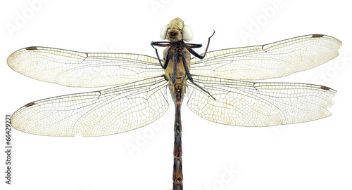dead dragonfly © evegenesis