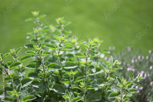 Small herb garden