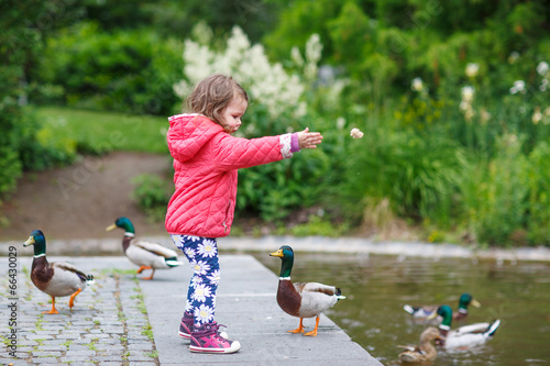 Fotografering Adorable little girl feeding ducks at summer