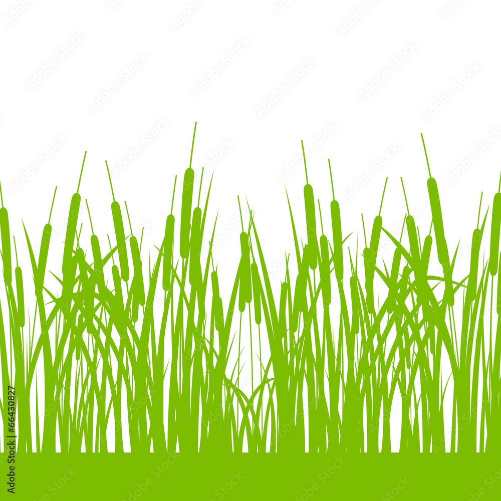 Fototapeta premium Grass, wild plants detailed silhouettes illustration background