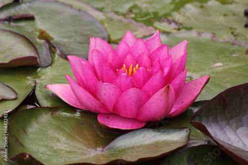 rosa seerose