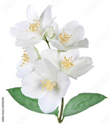 Blooming jasmine flower with leaves. © volff