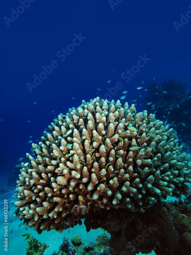 Acropora Coral (Acropora humilis)