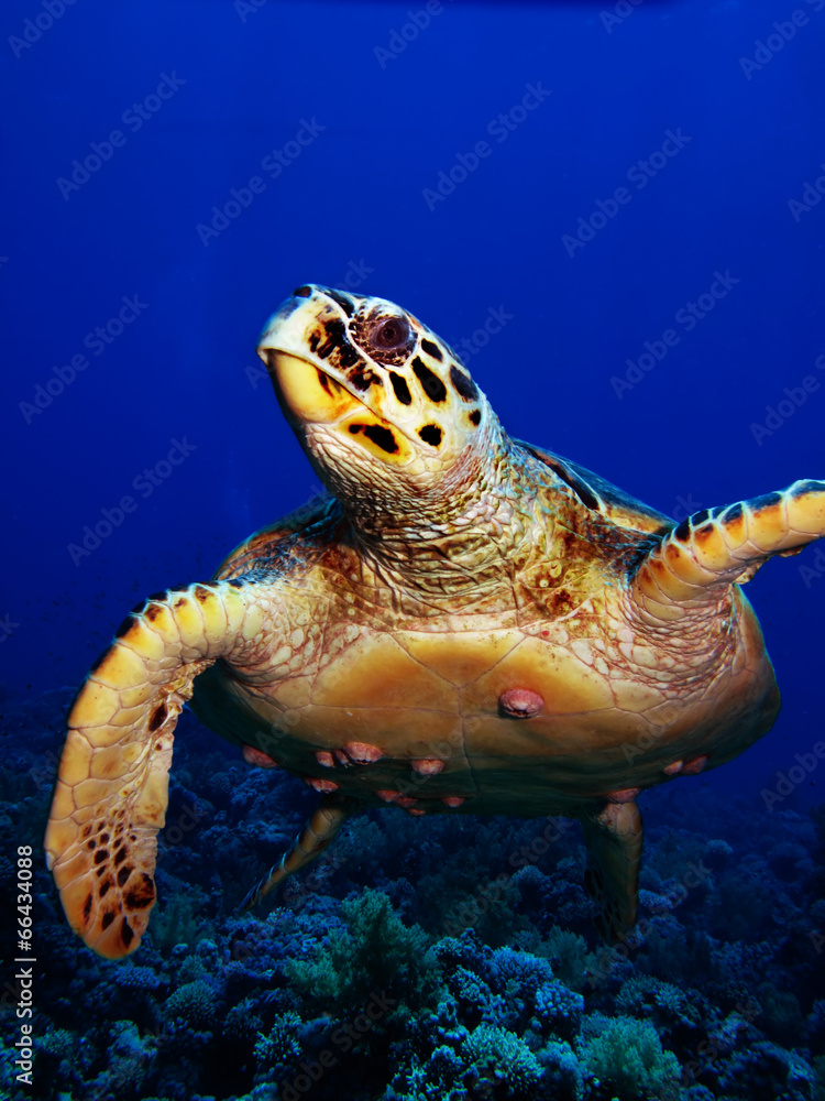 Fototapeta premium Hawksbill turtle (Eretmochelys imbricata)