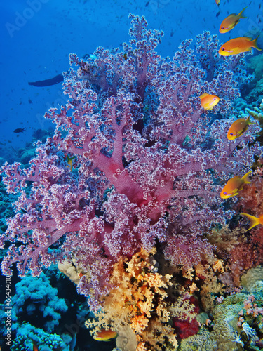 Fototapeta Naklejka Na Ścianę i Meble -  Soft Coral