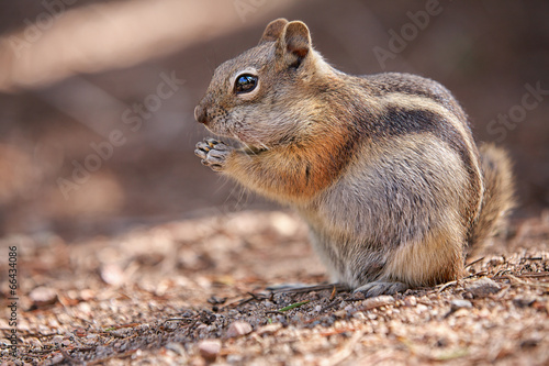 chipmunk in the Rocky Mountain National Park photo
