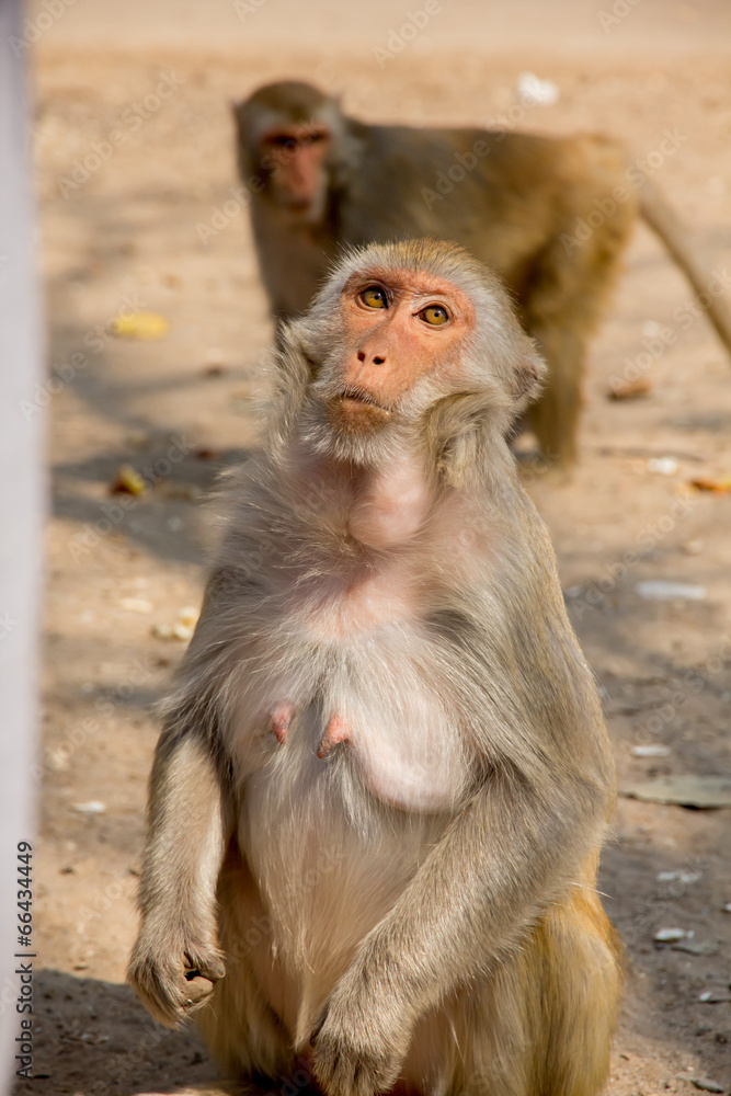 Portrait of the monkey. Portrait of the monkey.