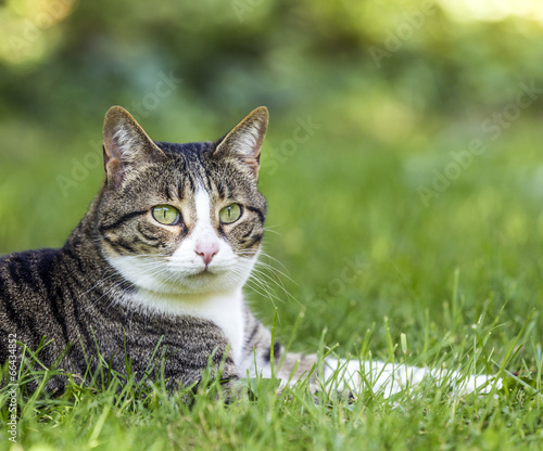 Cat lies on the grass