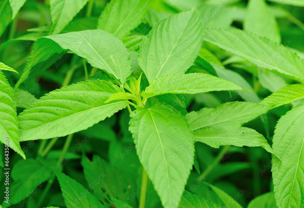 stinging nettles plant grow in vegetable garden stinging nettles plant grow in vegetable garden