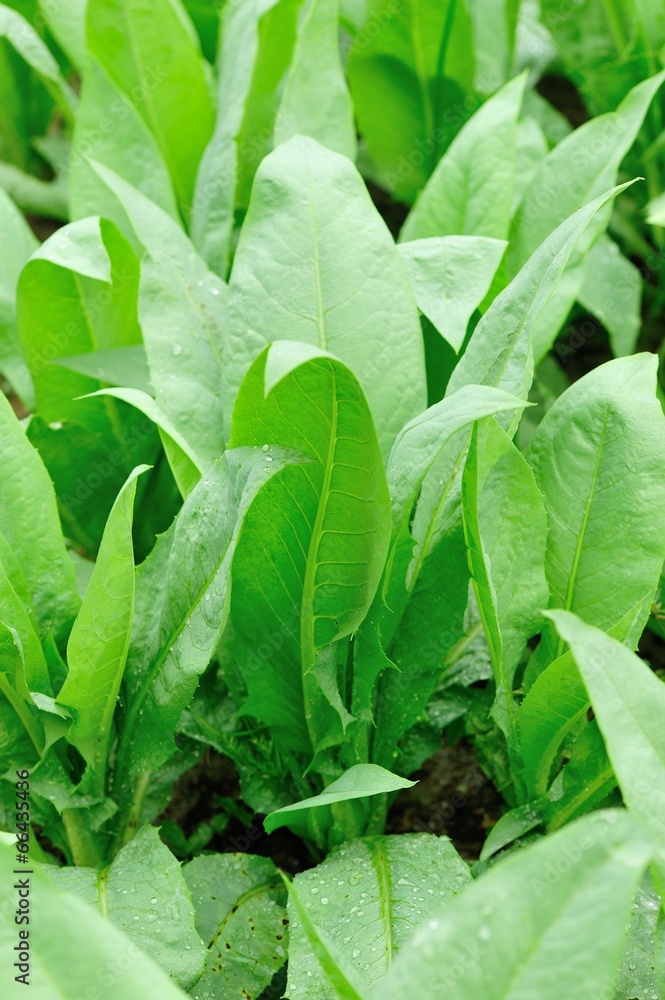 green indian lettuce plants grow in vegetable garden 