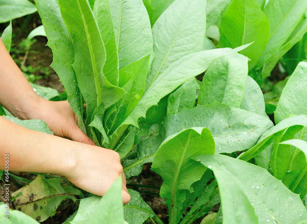 woman hands picking lettuce plants in vegetable garden woman hands picking lettuce plants in vegetable garden