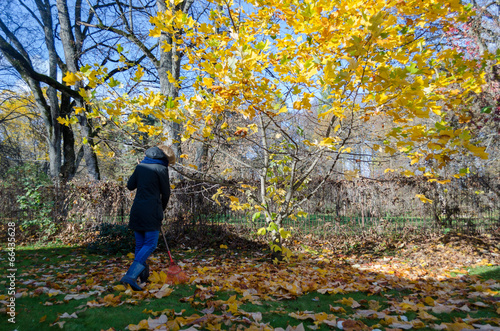 Gardener girl rake golden leaves under tree