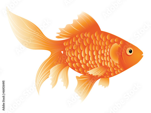 Gold Fish