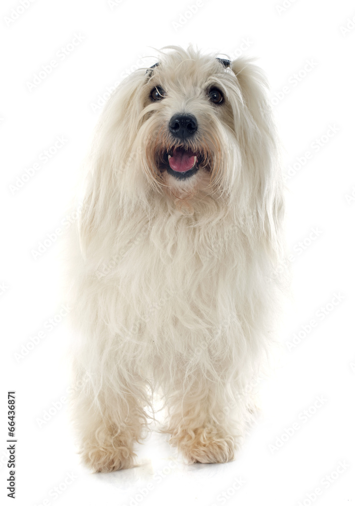coton de tulear coton de tulear
