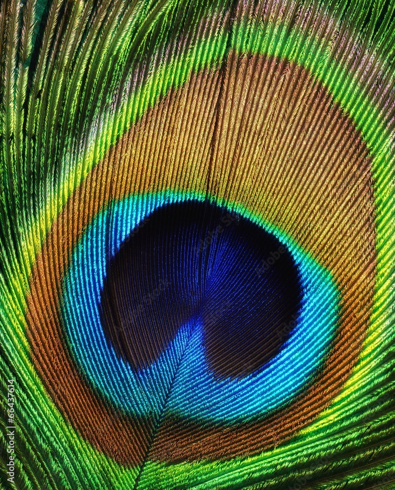 Peacock feather as a background.