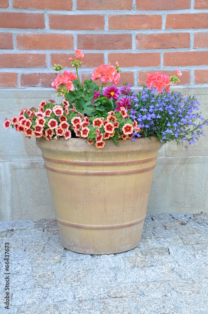 Flowers in the pot on brick wall background