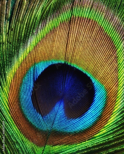 Peacock feather as a background.