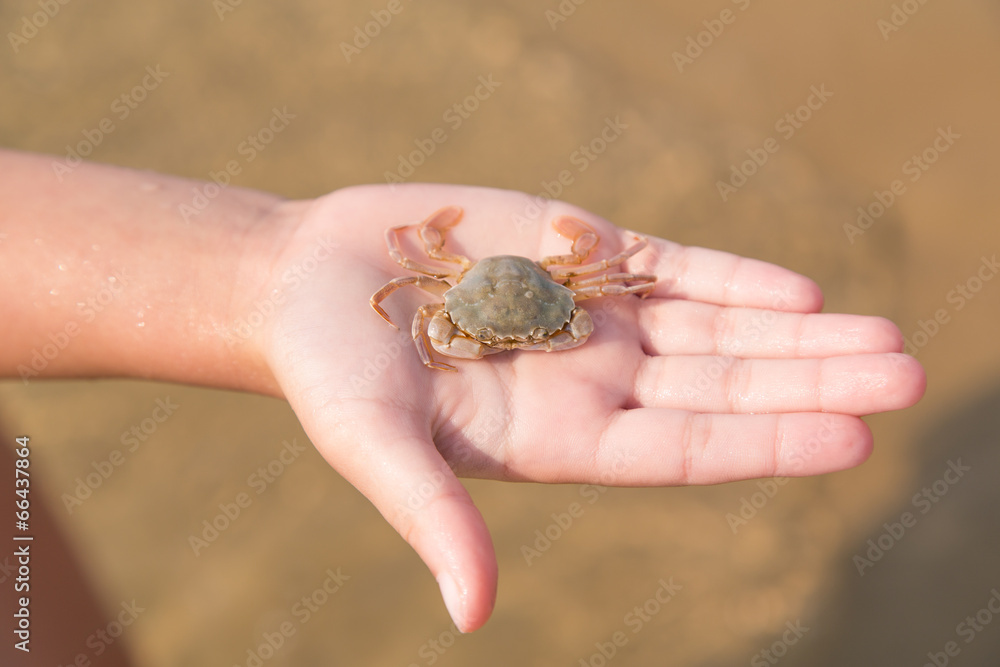 Baby crab on the child's hand