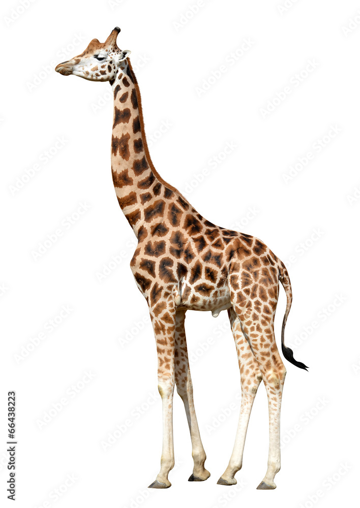 Naklejka premium giraffe isolated on white background