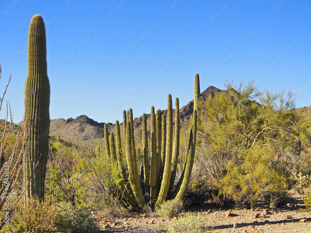 Kaktuswüste Arizona, USA