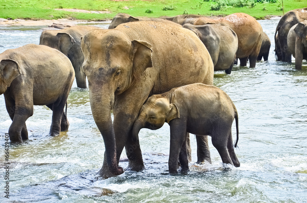 Fototapeta premium Pinnawala Elephant Orphanage