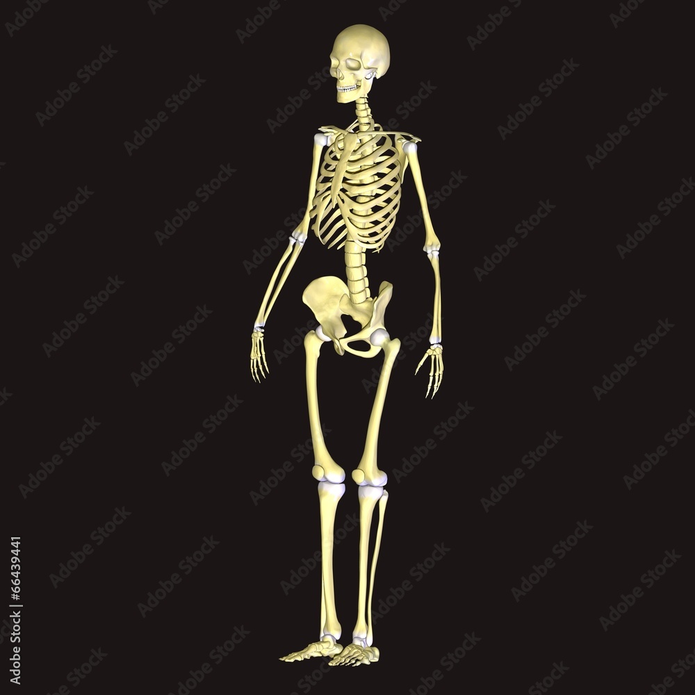 skeleton skeleton