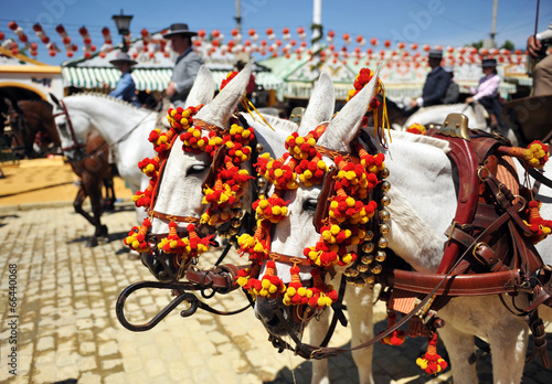 Obraz w ramie Caballos blancos en la Feria de Sevilla, Andalucía, España