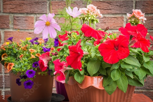 Fototapeta Naklejka Na Ścianę i Meble -  Sommerblumen auf dem Tisch