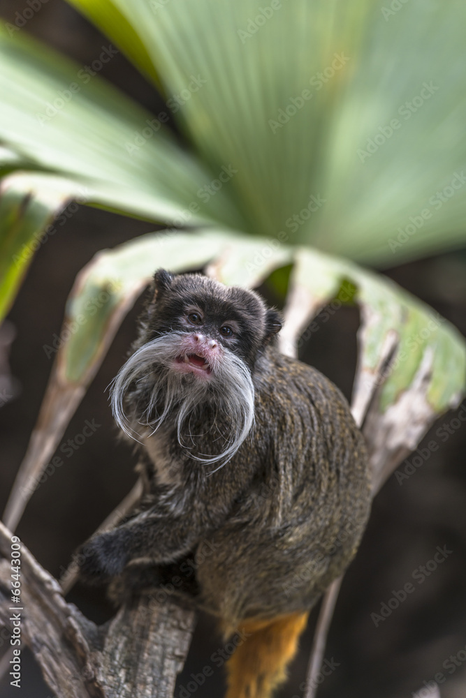 Emperor Tamarin (Saguinus imperator) Emperor Tamarin (Saguinus imperator)