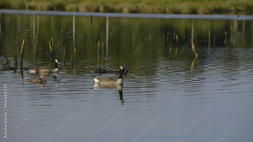 Kanadagans Branta canadensis Kanadagans Branta canadensis