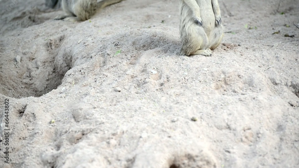 Meerkat (Suricate) family, the small animals of africa
