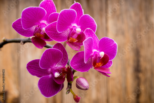 Orchid. photo