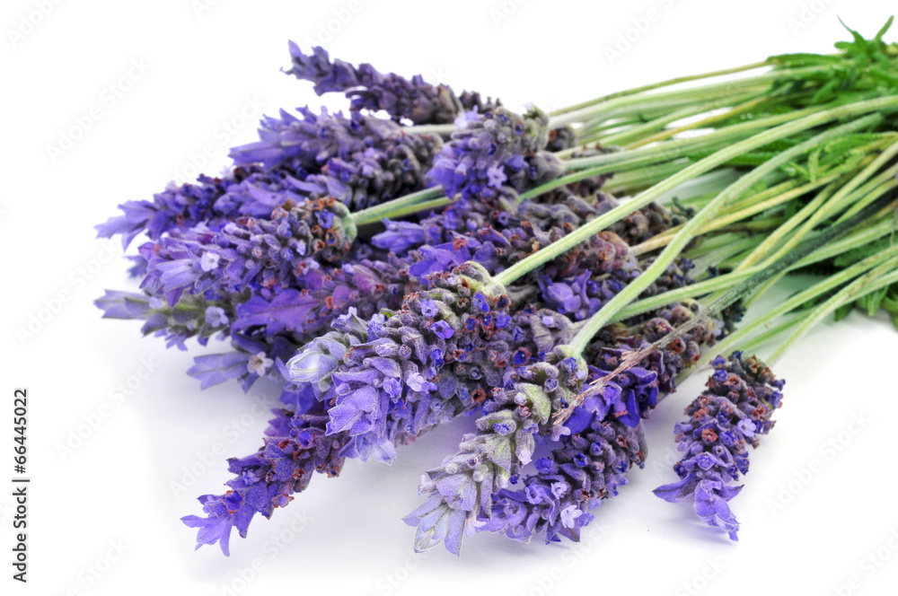 Fototapeta premium lavender flowers