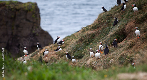 Puffins on Icelandic Cliff photo