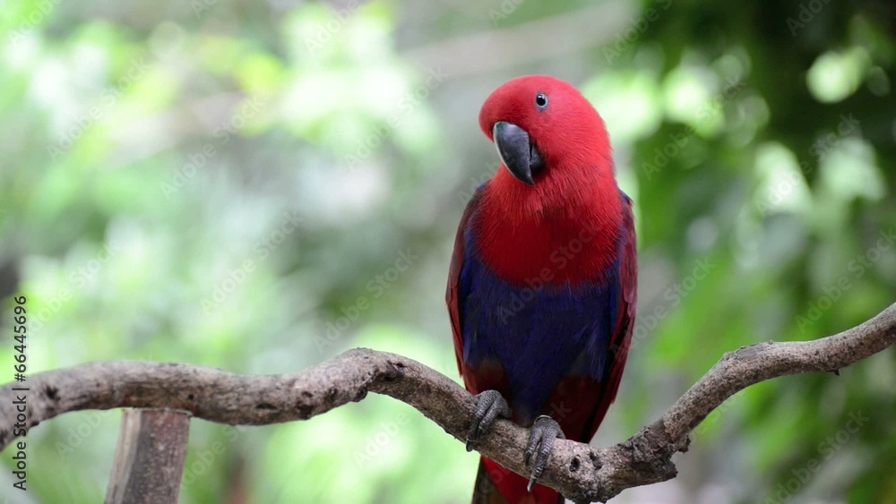 movement of the female Eclectus Parrot (Eclectus roratus) movement of the female Eclectus Parrot (Eclectus roratus)