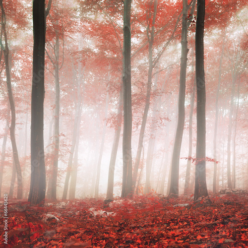 Red fantasy forest