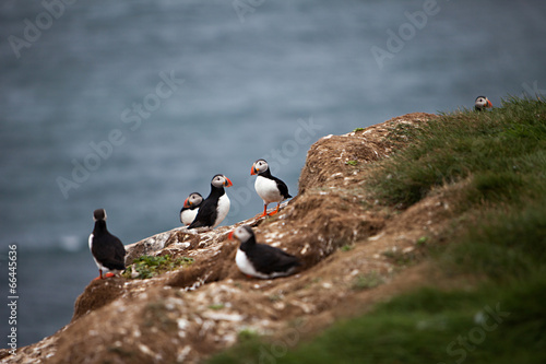 Puffins on Icelandic Cliff photo