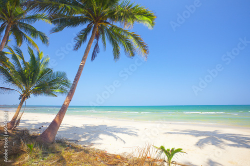 tropical beach with coconut palm