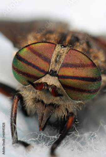 Eyes of an insect. Portrait Gadfly. Hybomitra horse fly head photo