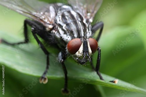 Eyes of an insect. Portrait Gadfly. Hybomitra horse fly head photo