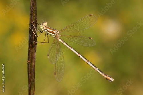Dragonfly, Southern Emerald Damselfly (Lestes barbarus)