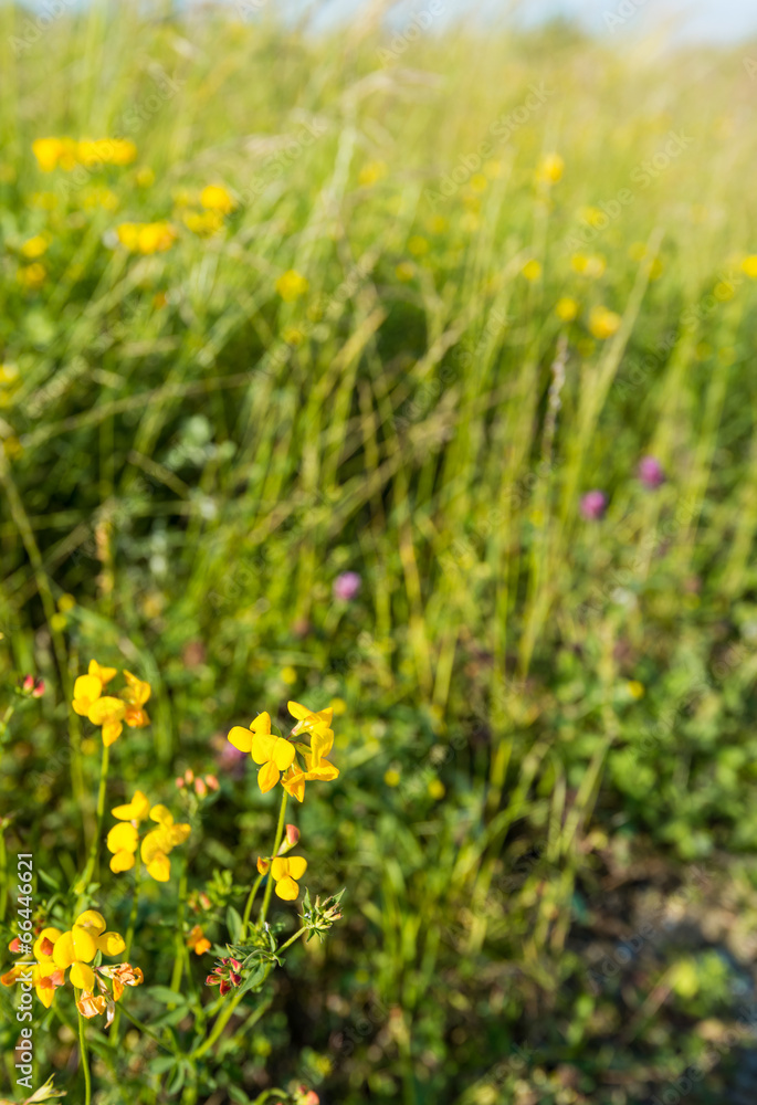 Flowering Birdfoot Deervetch plant from close Flowering Birdfoot Deervetch plant from close