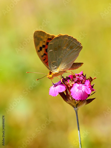 Butterfly on a wildflower