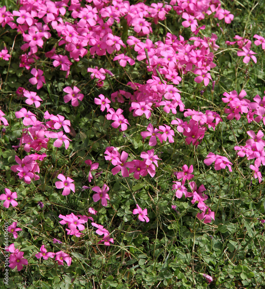 Pink florets in a green grass. Summer clearing.