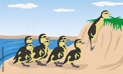Nature Animal Duck