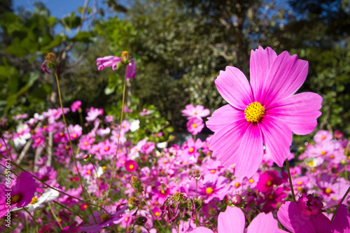 Pink flower © johnathan439